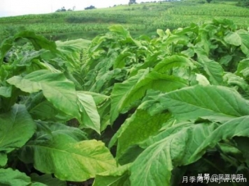 方城柳河：推进烟叶种植，致力乡村发展