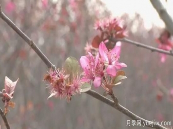 菏泽成武：千亩海棠反季节开花，逆袭深秋成一景