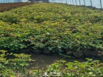 各类盆栽月季上市，南阳杯苗基地全国批发中