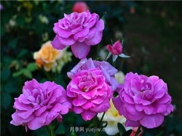 南昌滨江月季园，带你去看天下风流的江西月季花