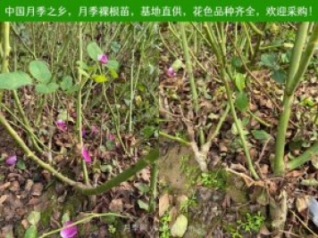 上海龙凤419：月季裸根苗的选购、栽植、肥水、养护技术大全