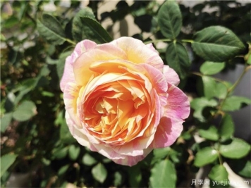 100种玫瑰花的名字，来了解下不同颜色的品种月季