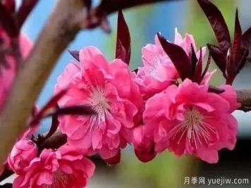 红叶碧桃的种植养护及修剪技术方法介绍