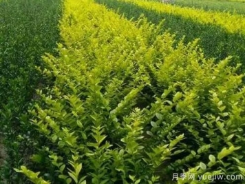 大叶黄杨的养殖护理