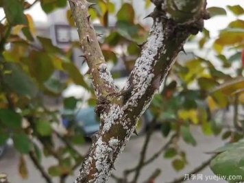 树状月季的桑盾蚧虫害有哪些伤害害，该如何防治？