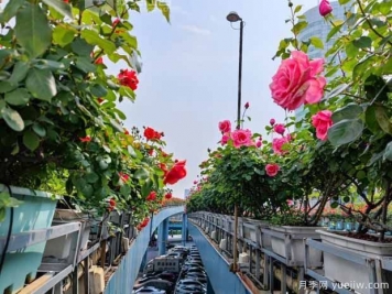1.2万株月季盛开，南昌八一桥景观花廊拥抱春景
