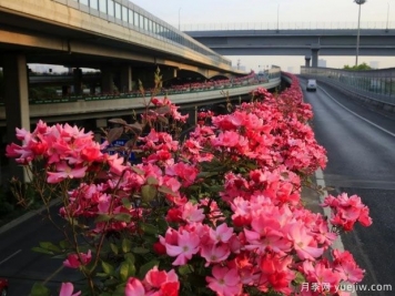 30万株新品种，杭州高架月季会带来什么样的惊喜？