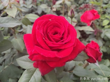 原产中国的玫瑰花(月季花)，是如何成为美国国花的？