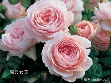 100种月季玫瑰品种图鉴大全，你认识有没有超过10个？