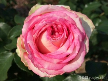 我的玫瑰月季/我的花