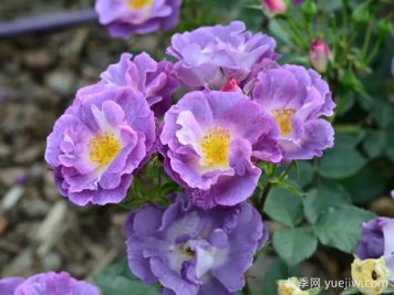 月季大千世界，5个令人惊叹的稀有玫瑰品种
