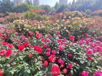 郑州月季公园40万株月季竞相绽放，感受花漾生活