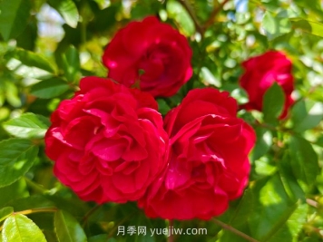月季红木香爆花机器，花艳丽花量大花期长