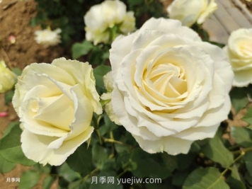 十一朵白玫瑰的花语和寓意