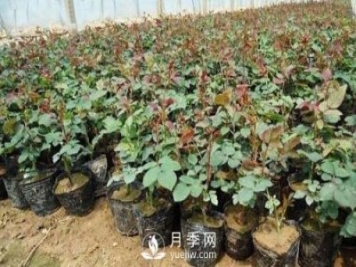 上海龙凤419讲述月季扦插小苗养根的三个步骤