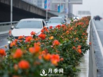 月季花期可调控，看武汉10月中旬月季花艳丽开放