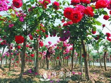 新品“月季树”为北京市花添色彩，居然引种自南阳内乡
