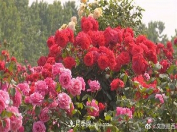肥西县三河镇百亩树状月季园：花开正艳，产业增收